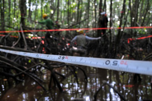Various tools, ideas and concepts had been developed to calculate the carbon stored in forests. <em>Kate Evans/CIFOR.</em>