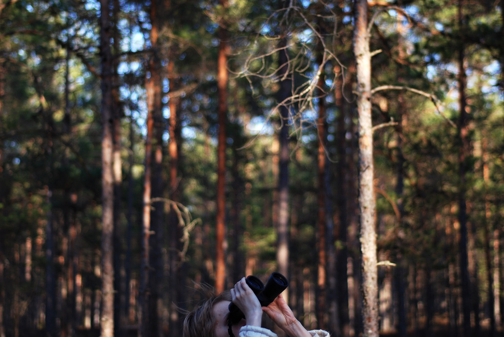 Gardiens des forêts : quoi de neuf là-haut ?
