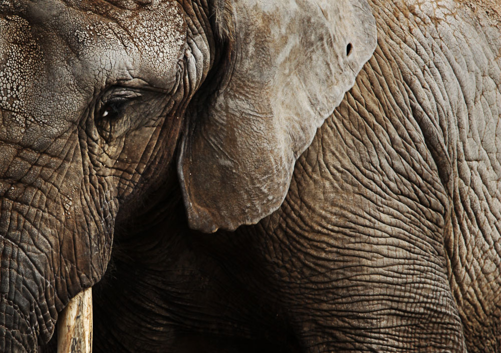 Les réponses au commerce illégal d’espèces sauvages