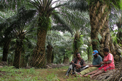 Masyarakat lokal dataran Prafi Papua Barat dan meluasnya perkebunan kelapa sawit