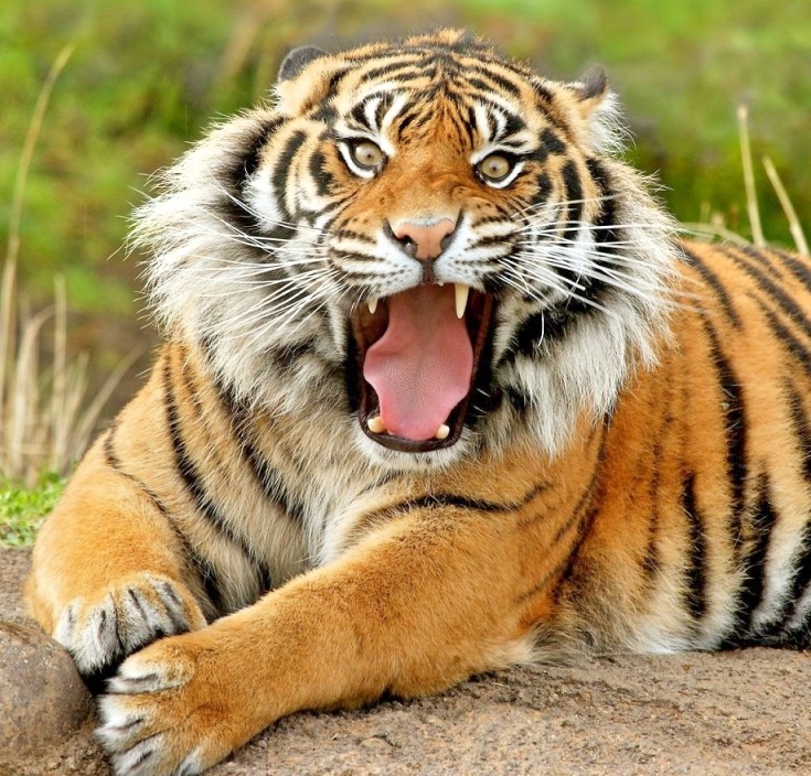 Bagi hutan, pangan dan masa depan, semuanya tentang keanekaragaman hayati