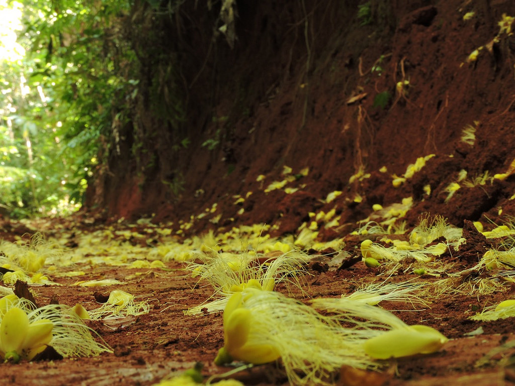Expertos piden mayor rigor científico en los esquemas de pagos por servicios ambientales