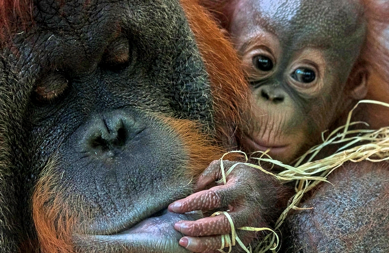 Going ape: Finding orangutan refuges in Borneo