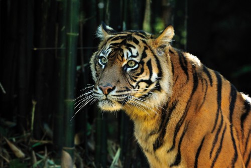 A la larga, todo tiene que ver con la biodiversidad