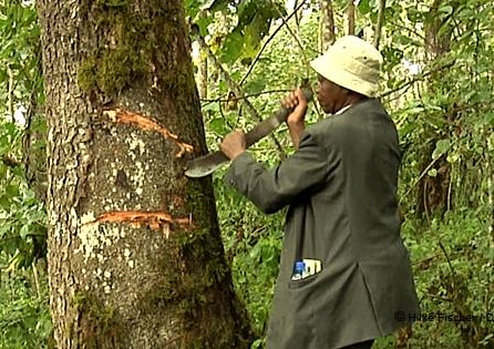 Prunus africana: A sustainable management reality check