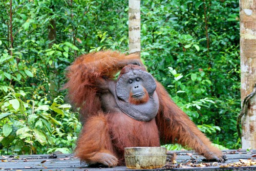 Dimana, kapan, dan mengapa: Konflik manusia dan orangutan di Kalimantan