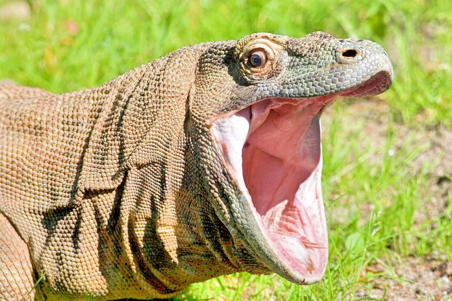 Carbon or biodiversity conservation – you can’t have the best of both worlds