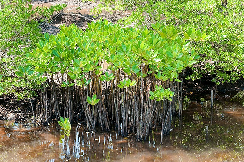 MANGROVE INDONESIA: Lahan prioritas bagi strategi perubahan iklim