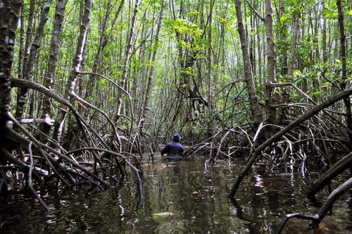Mangroves: A global treasure under threat