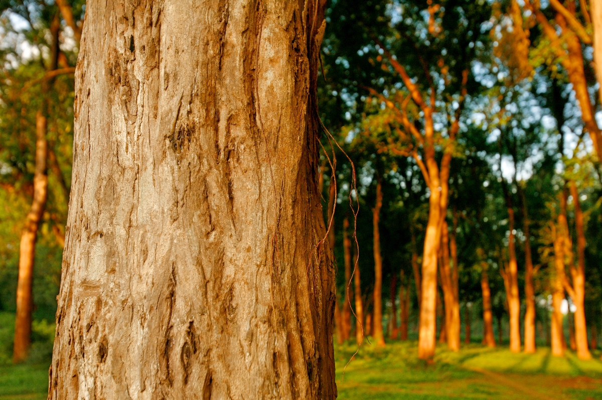 Investing in sustainable planted forests: Tools are available, but there’s room for improvement