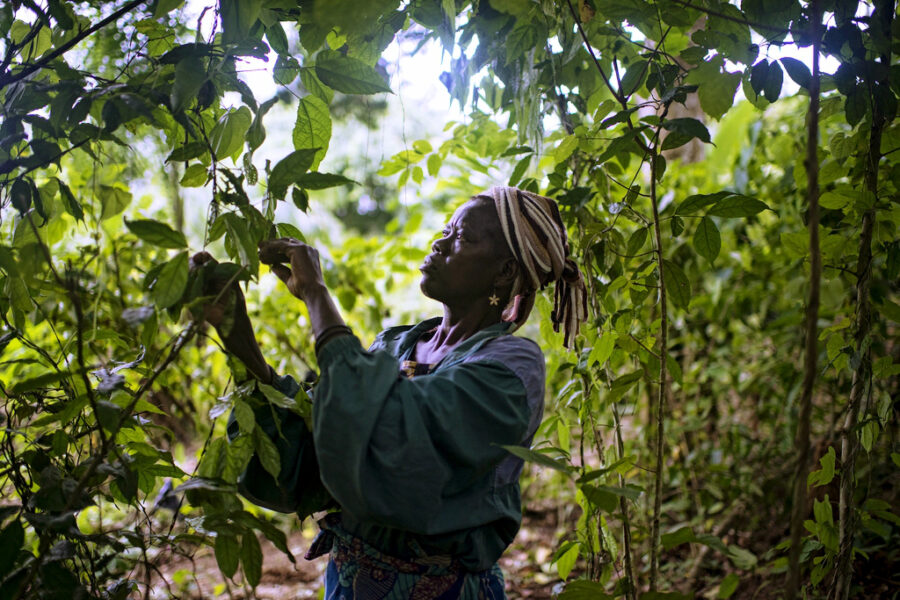 Multiple ways for Congo Basin forests to flourish - CIFOR-ICRAF Forests ...