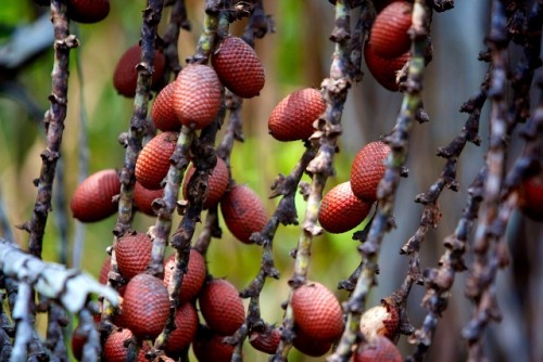 Aunque son una fuente esencial de micronutrientes, los alimentos silvestres siguen siendo poco estudiados. Fotografía: Scott Kuo, Creative Commons,.