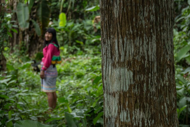 El reconocimiento de los territorios forestales indígenas: promesas y riesgos