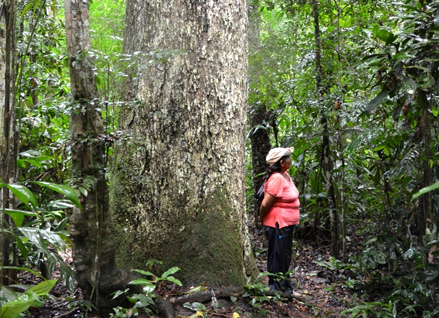 ¿Se puede aprovechar madera en las concesiones castañeras? Entrevista con investigador