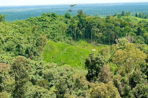 Où en sommes-nous avec la déforestation zéro ?