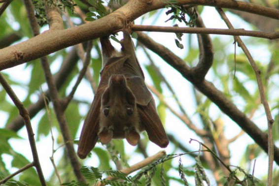 Gambian Epauletted Bats (Epomophorus gambianus)