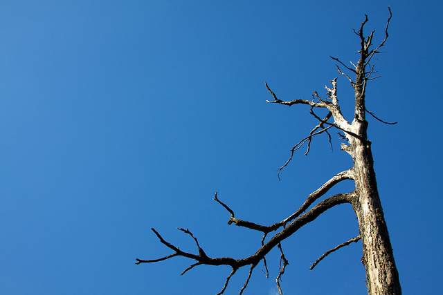 Growth in Chile’s plantations may have spelled growth in poverty