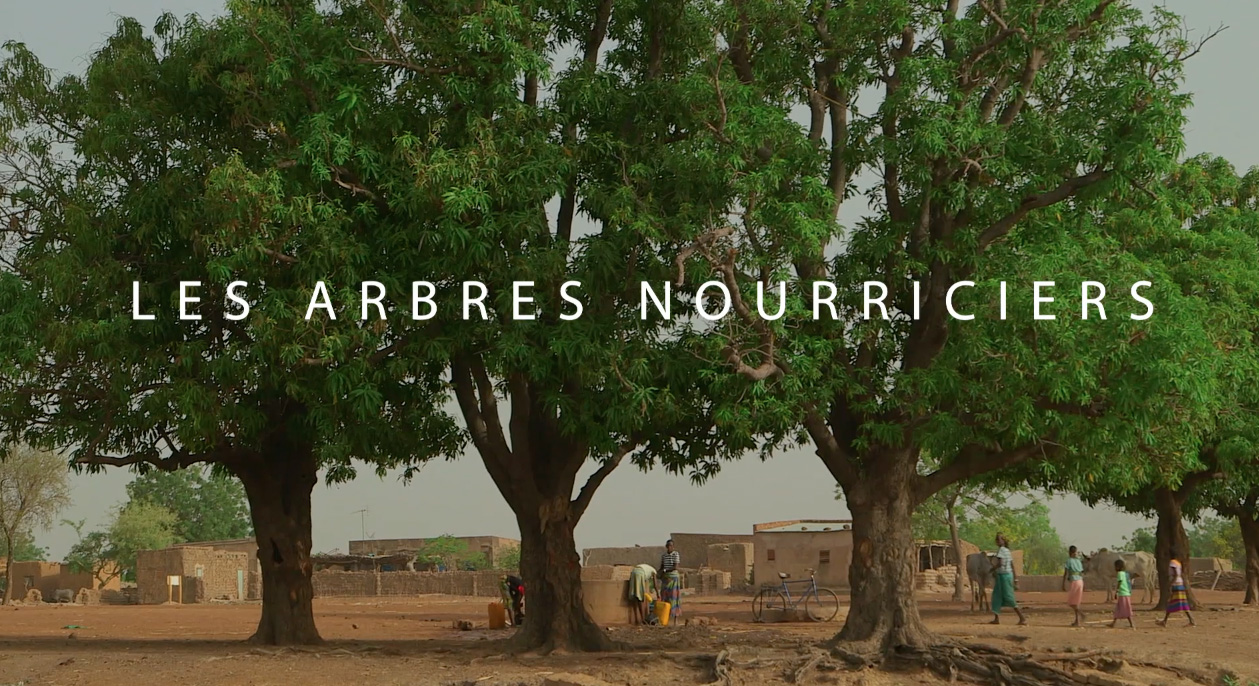 Le Néré, un arbre qui vaut son pesant d’or
