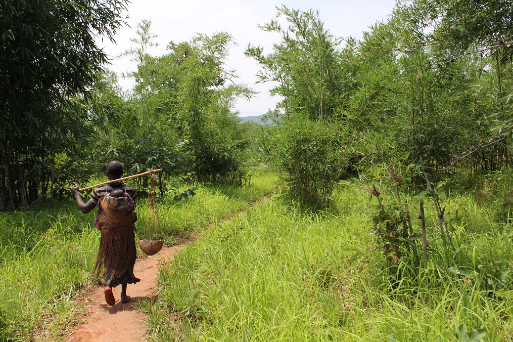 ‘Forests are well and truly on the global food security agenda’