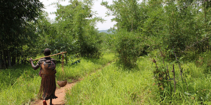 Forêts et sécurité alimentaire vont de pair… Et voici pourquoi