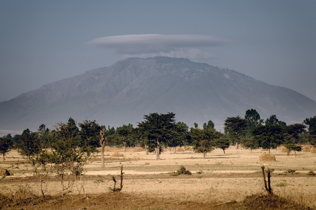 In Ethiopia, jobs might grow on trees