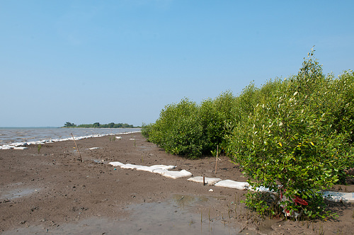 Ekosistem Mangrove: Rentan Terhadap Kenaikan Permukaan Laut