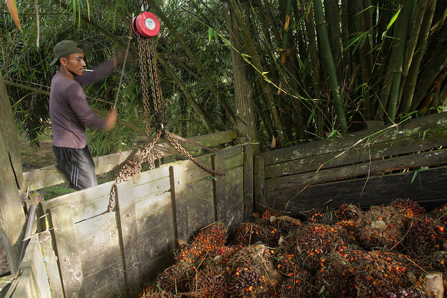 Companies and government need each other on zero deforestation