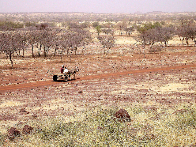 Forêts sèches: menacées et sous-étudiées