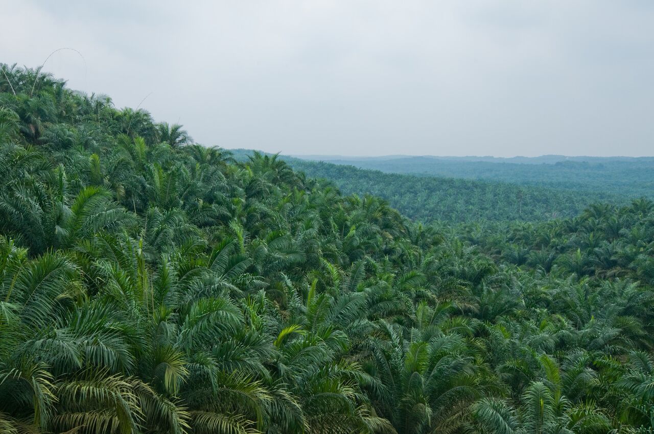 Pemerintah dan bisnis perlu bekerja sama mencapai nol deforestasi