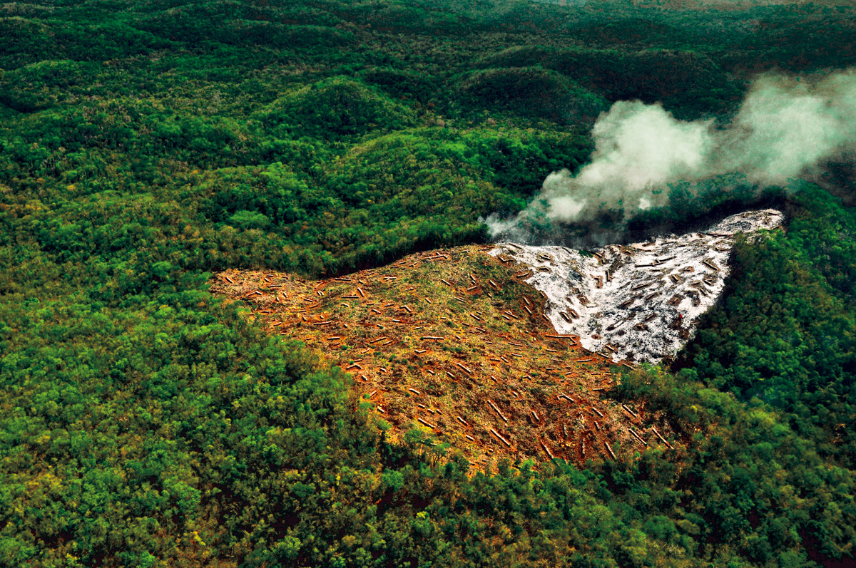 Halt tropical forest loss…our survival depends on it