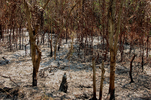 Menanti momen bernapas lega dari asap kebakaran hutan