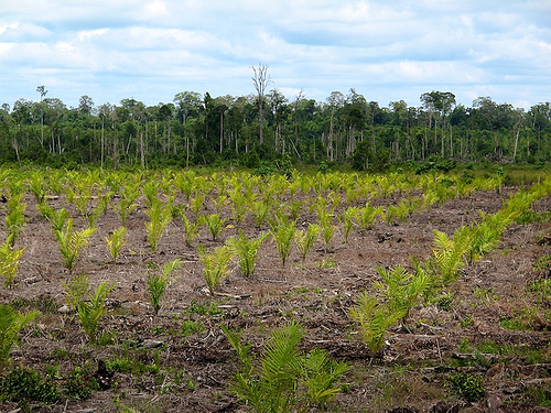 Nol Deforestasi di Indonesia: Komitmen, politik dan kebun sawit
