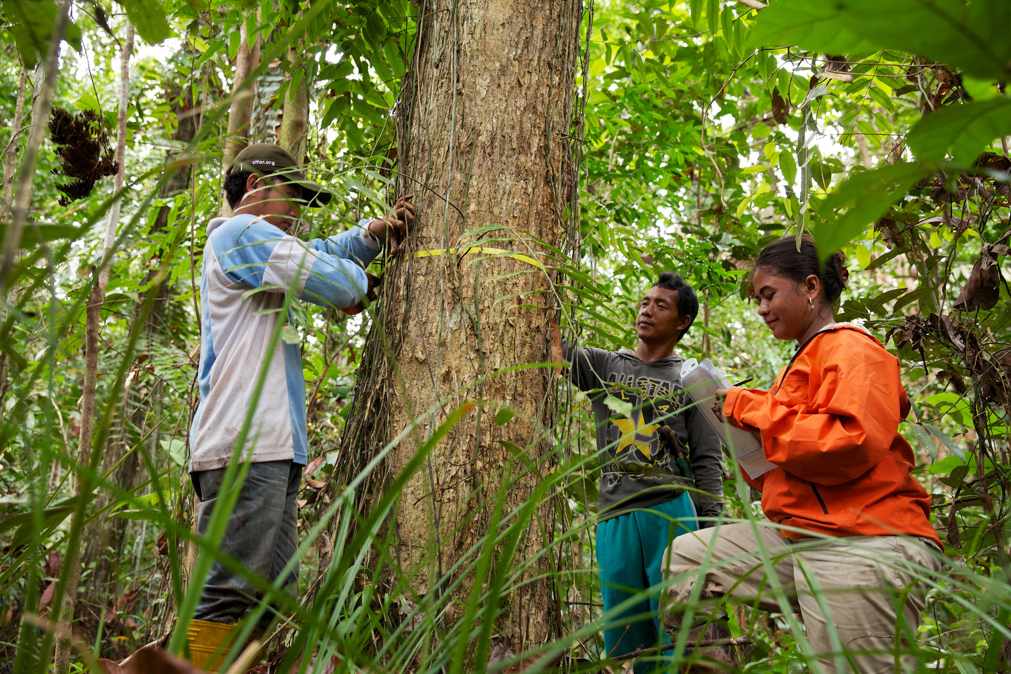 ¿Está mejorando la capacidad de los países para monitorear sus bosques?