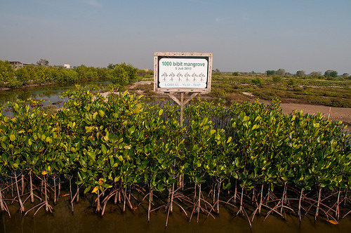 Janji karbon biru dari restorasi hutan mangrove