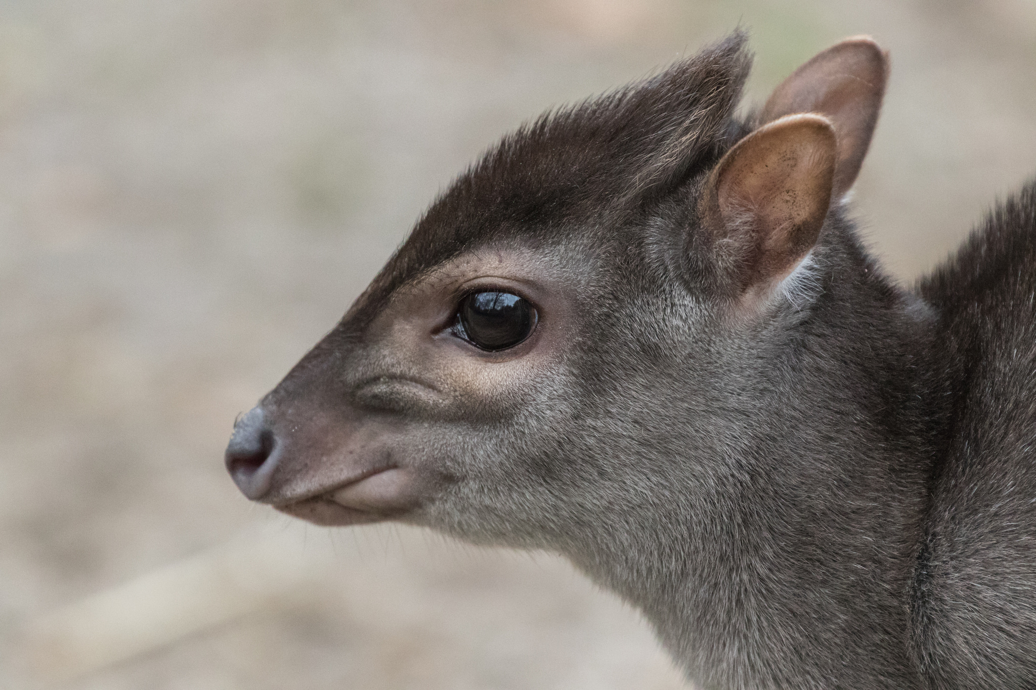 Why reports of the duiker’s demise were greatly exaggerated