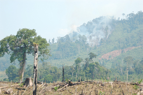 Pertanian perladangan berpindah menciptakan ekosistem alami