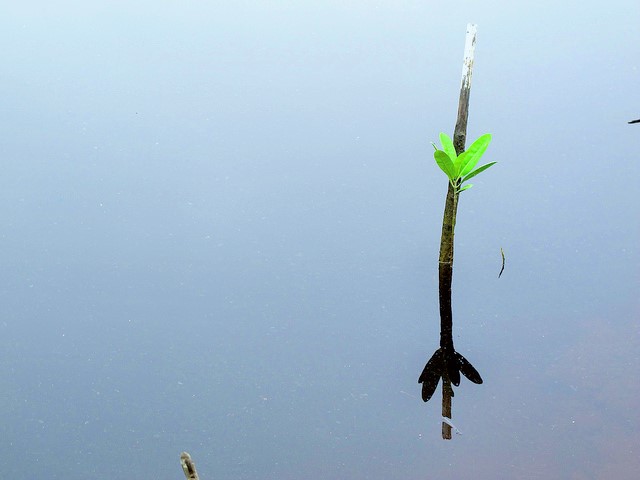 ¿Hasta qué punto podrán soportar los manglares el aumento del nivel del mar?