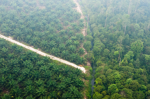 Perkebunan sawit yang bertanggungjawab terhadap hutan