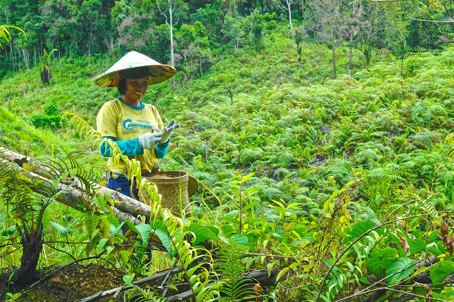 “Slash and burn” works, given time and space