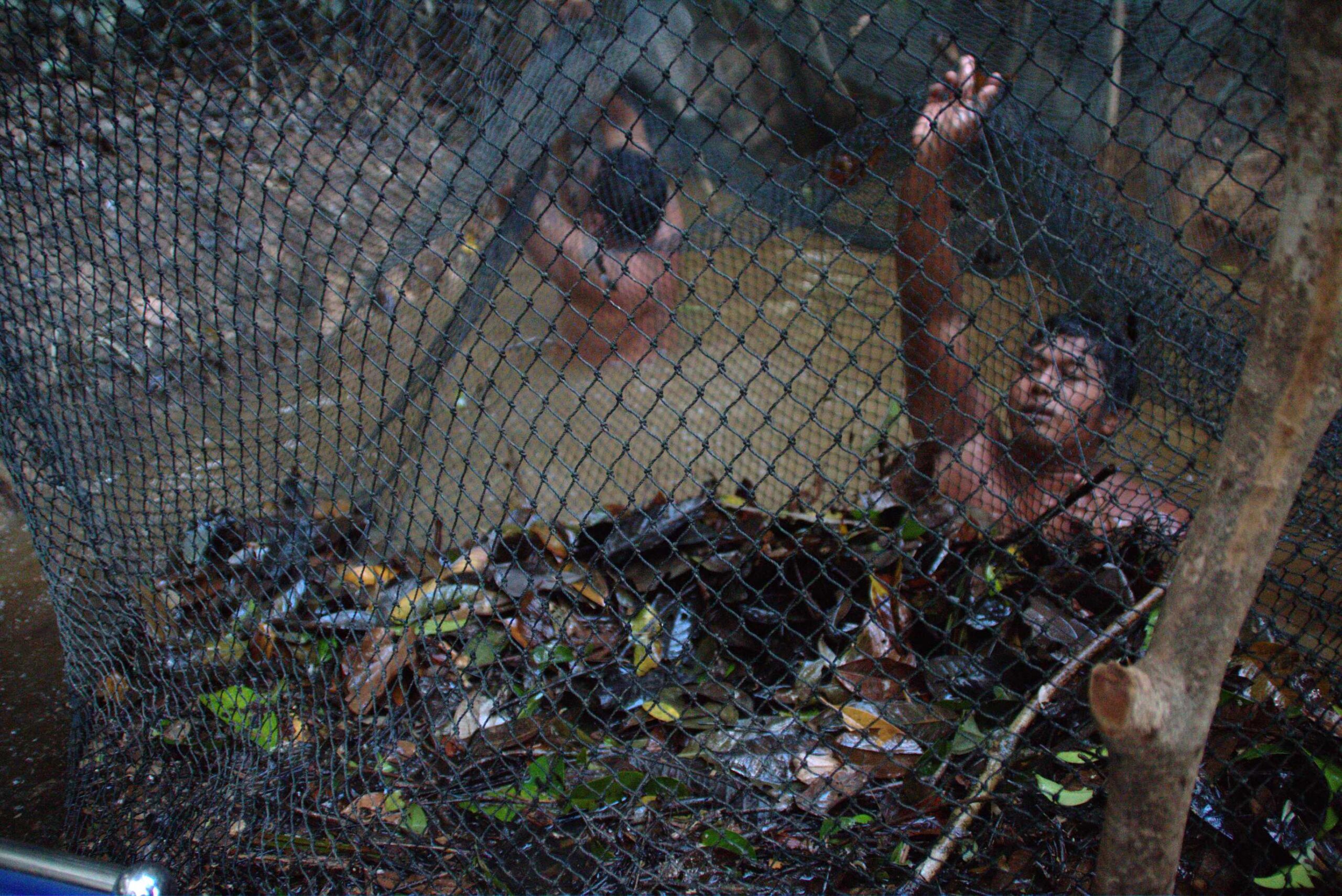 Forestry in the new development era