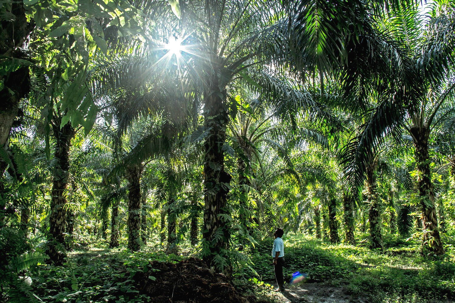 En Brasil, palma aceitera y deforestación no siempre son sinónimos