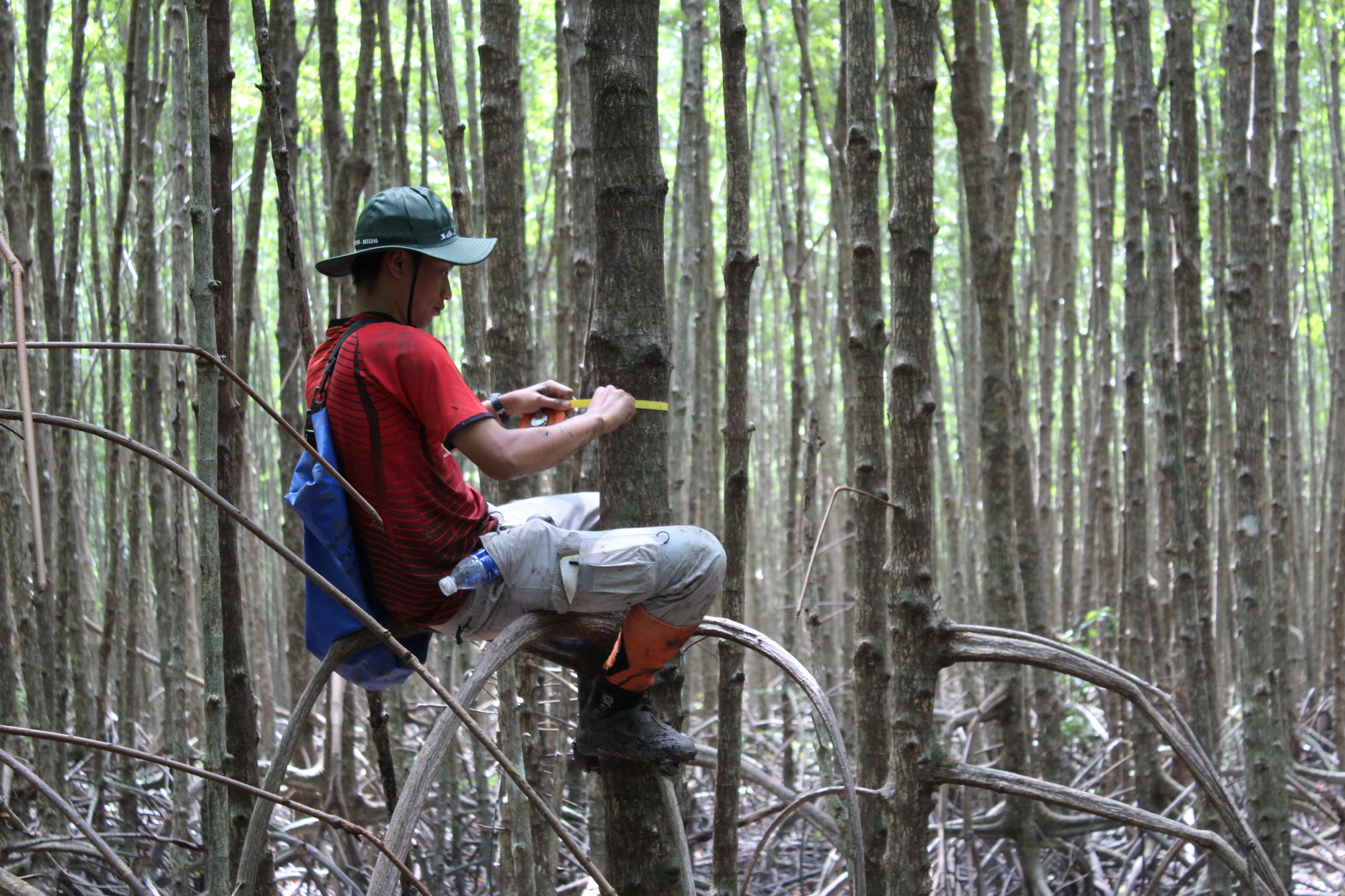 Forest monitoring skills on the rise