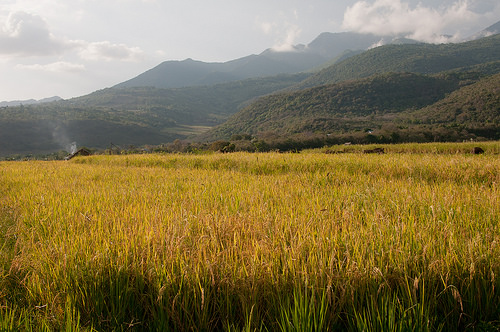Kehutanan di era pembangunan baru