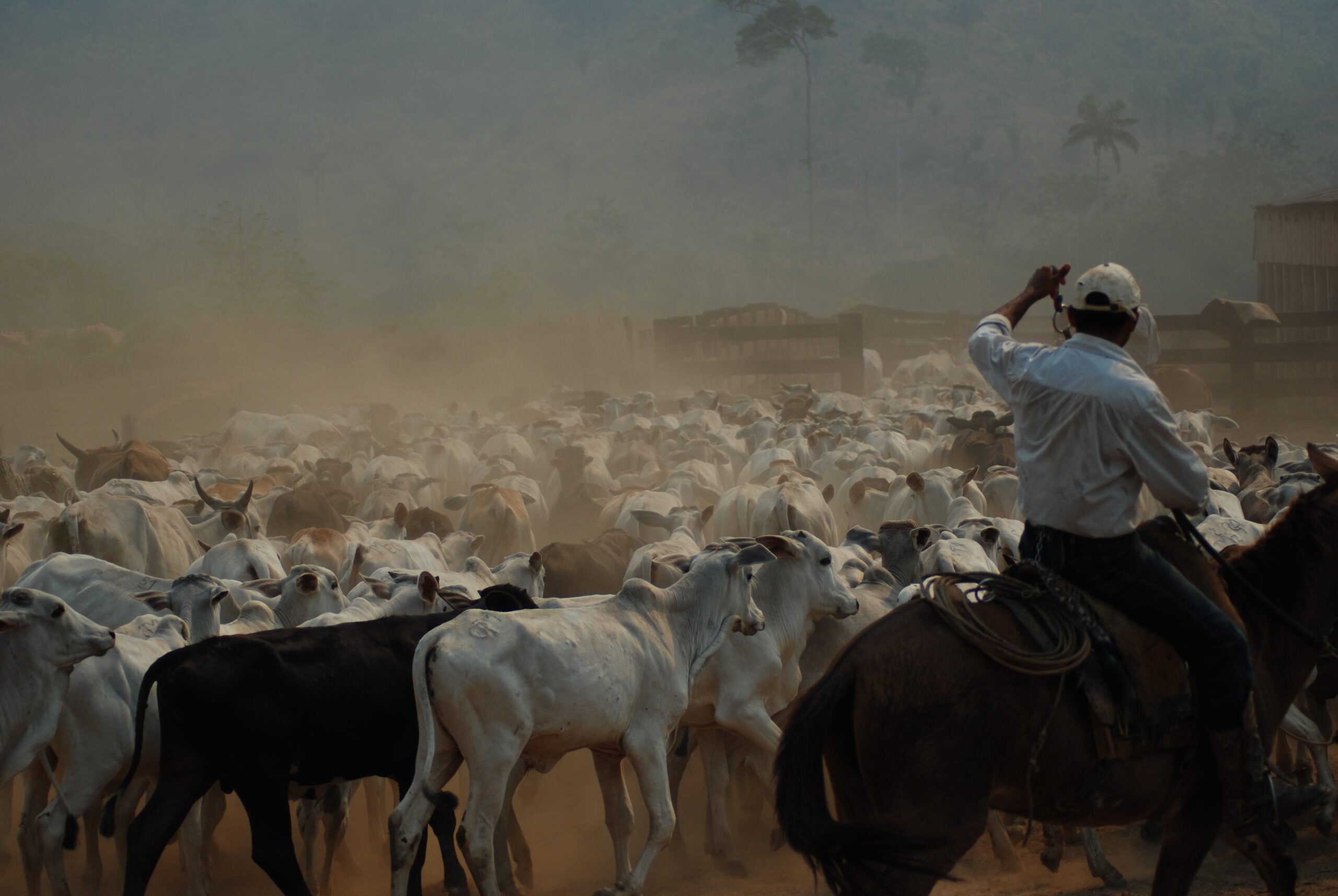 Why ‘zero deforestation’ is only one piece of the sustainability puzzle