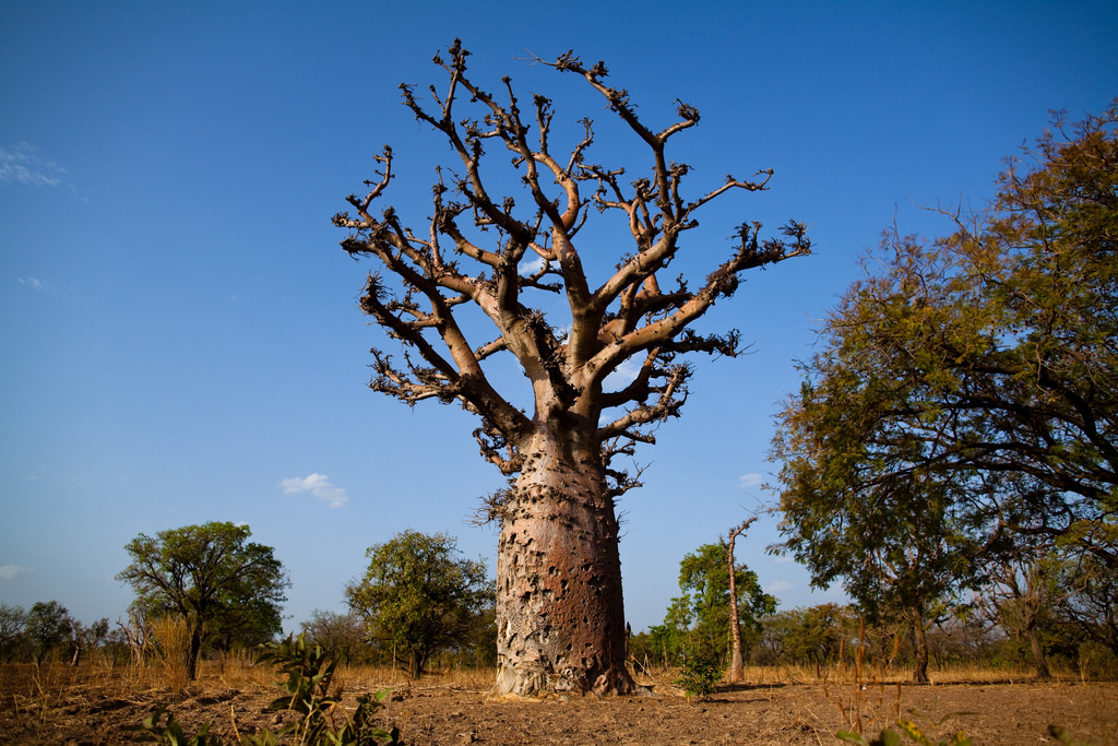 Finding water amid the trees