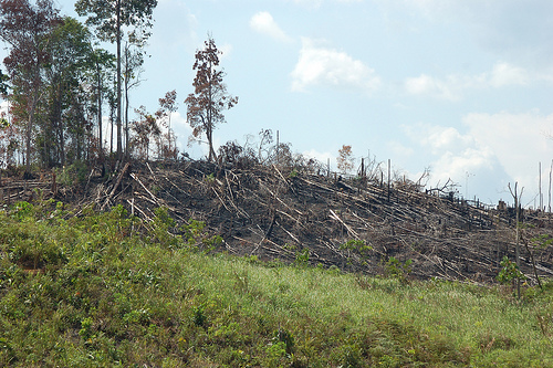 Bagaimana deforestasi terbelit oleh hukum