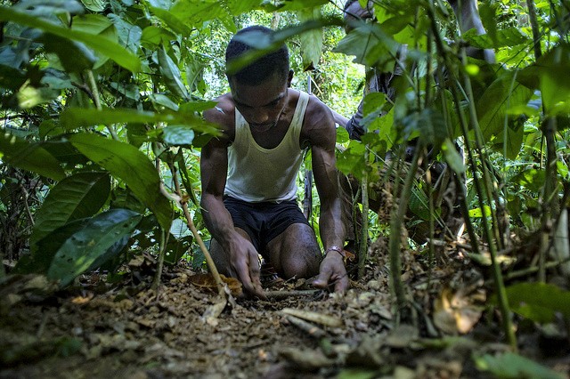Del Congo a la Amazonia, los cazadores hablan el mismo idioma