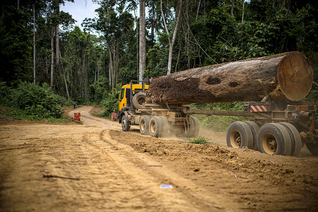 Could timber plantations boost forest conservation?