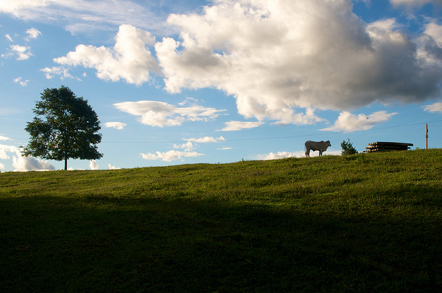 Por qué la «deforestación cero» es solo una pieza del rompecabezas de la sostenibilidad