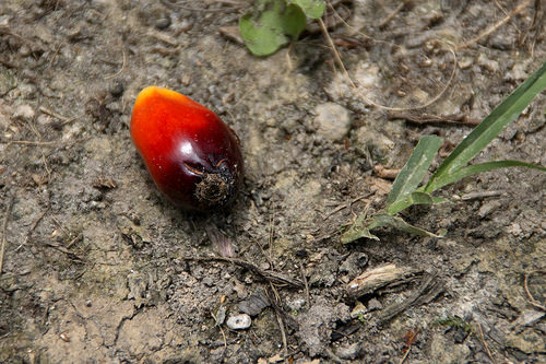 Mengawal praktik sawit berkelanjutan